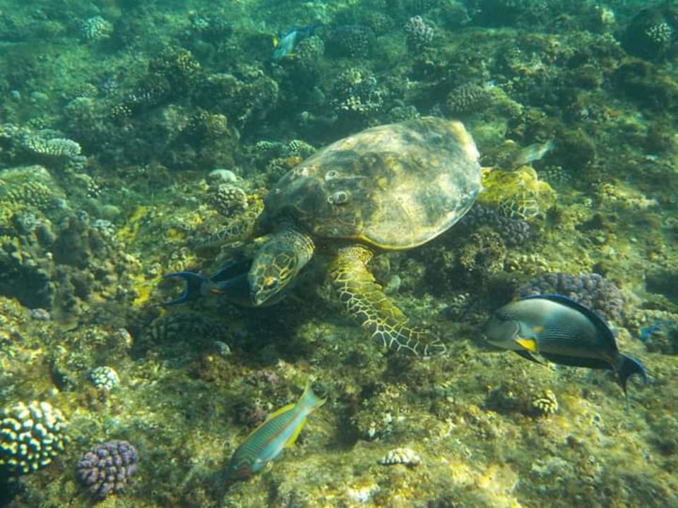 Strand Jaz Solaya