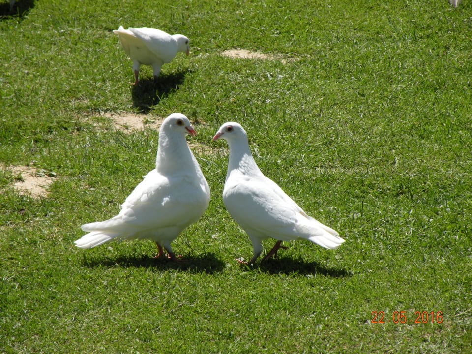 Verliebte Tauben Terme Banovci - Hotel Zeleni Gaj