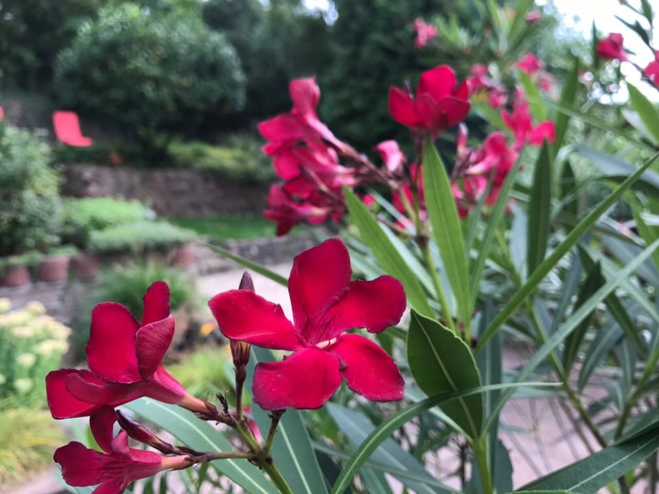 Gartenanlage Hotel & Restaurant Rosenbusch