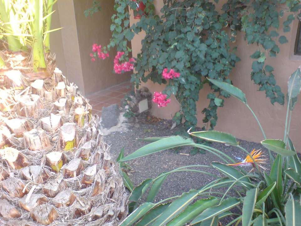 Garten Hotel Oasis Dunas