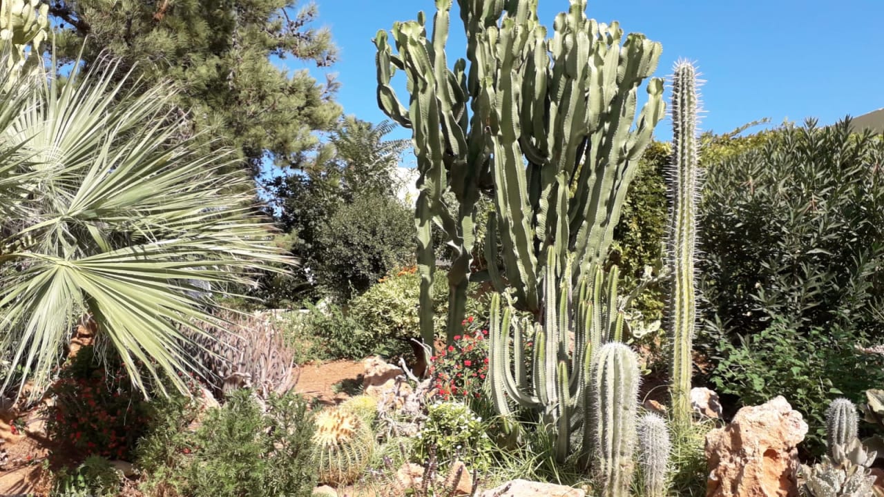 Gartenanlage Dessole Dolphin Bay Resort