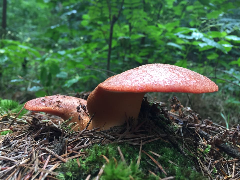 Gartenanlage Ferienhaus Heideland Winsen Aller