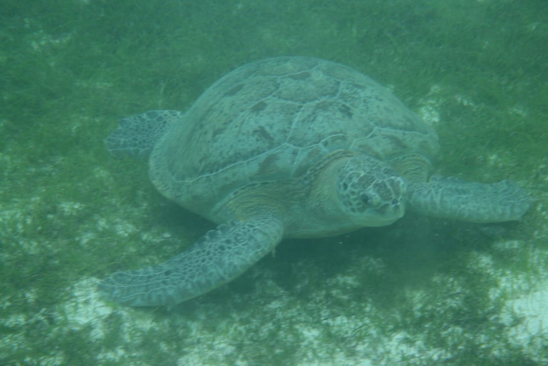 Schildkröte an der Lagunenseite im Seegras Kuredu Island Resort & Spa