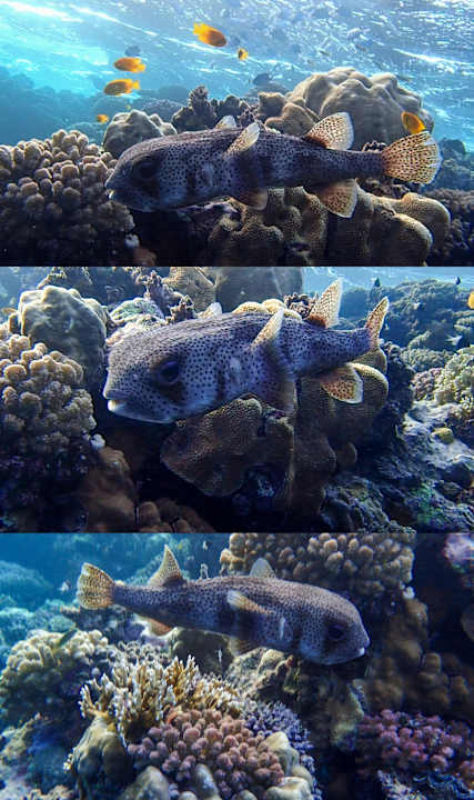 Strand Coral Sun Beach