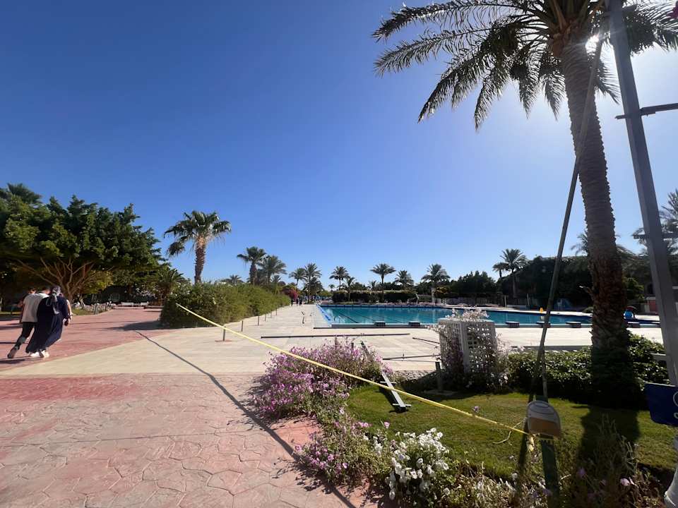 Sonstiges Desert Rose