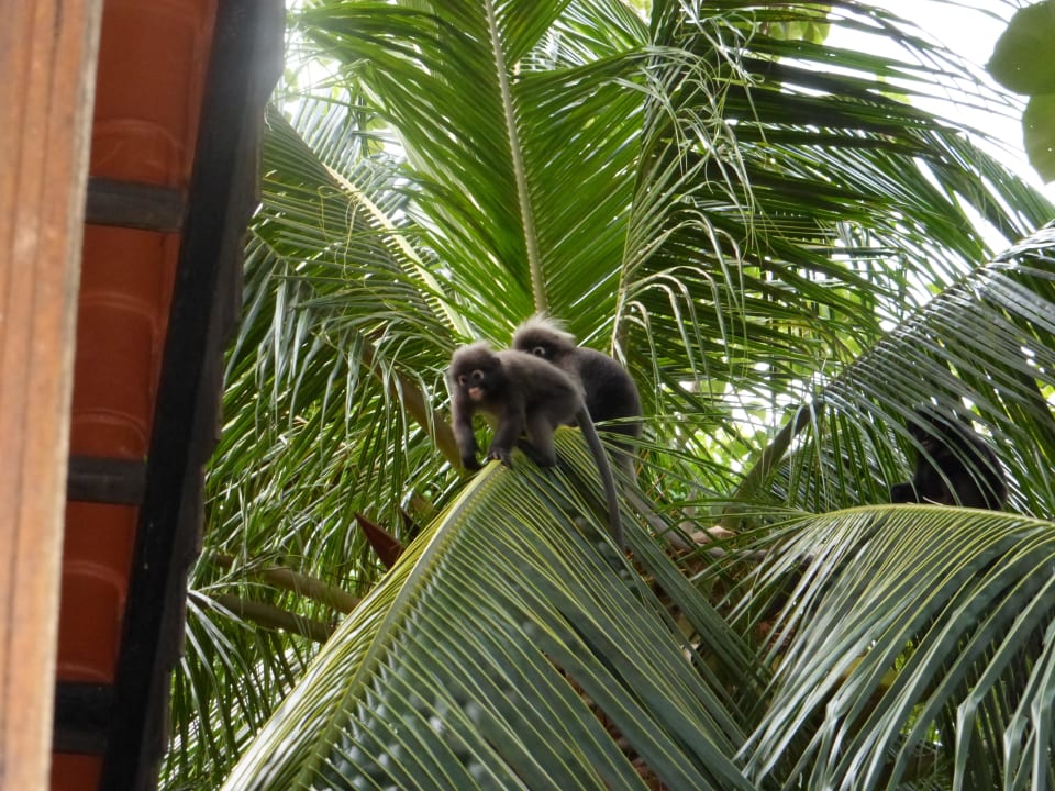 Affen vor unserem Balkon Berjaya Langkawi Resort