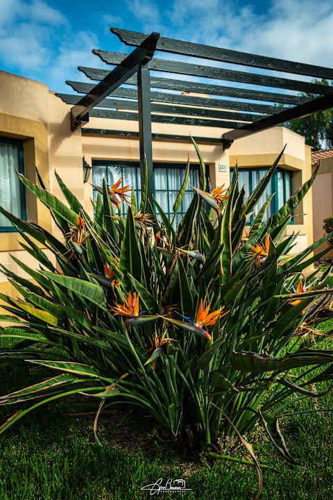 Gartenanlage allsun Hotel Esplendido