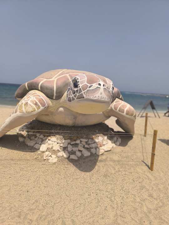 Pool Malikia Resort Abu Dabbab