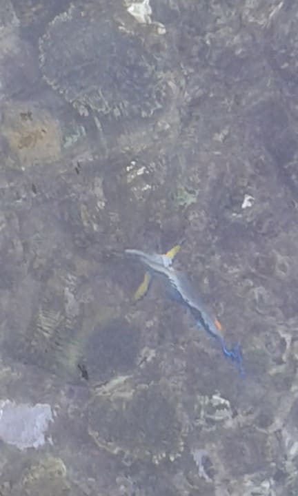 Am Strand Parrotel Beach Resort