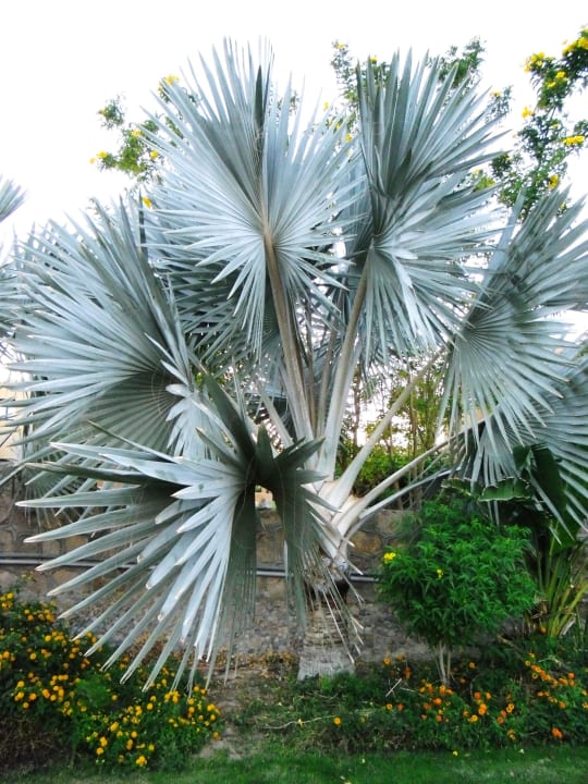 Ogród Stella Garden Resort & Spa, Makadi Bay