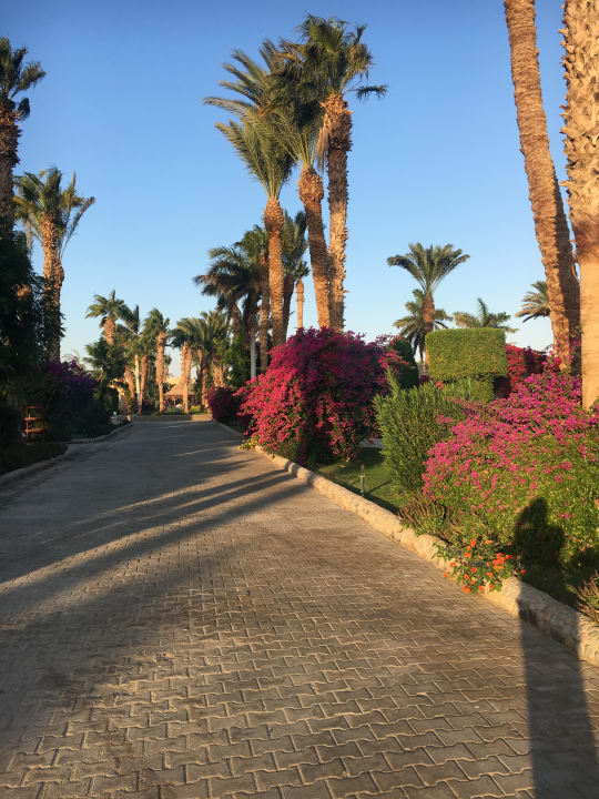Gartenanlage Aladdin Beach Resort