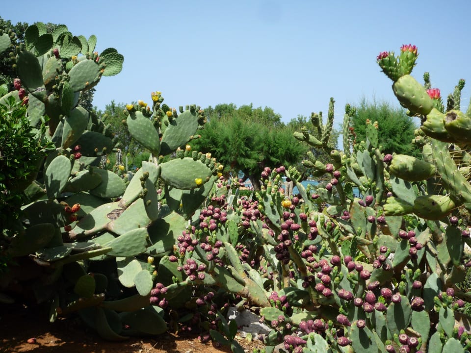 Kakteenhecke fast erblüht Phãea Cretan Malia