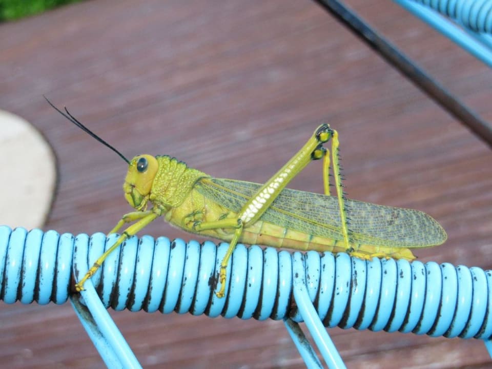 Selbsterklärend Hotel Villas Flamingos