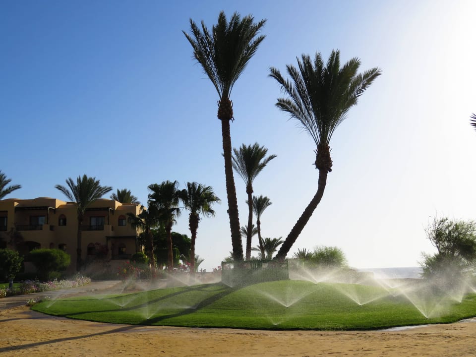 Frühmorgens wird gegossen  Steigenberger Coraya Beach - Adults only