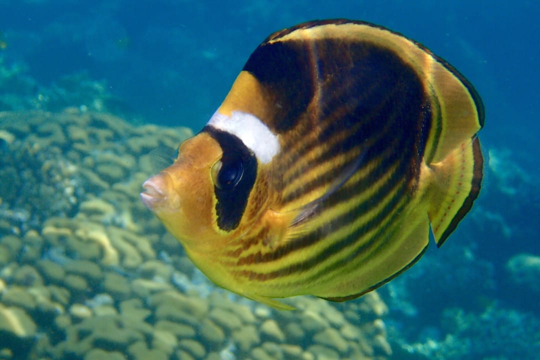 Strand Makadi Spa - Adults only