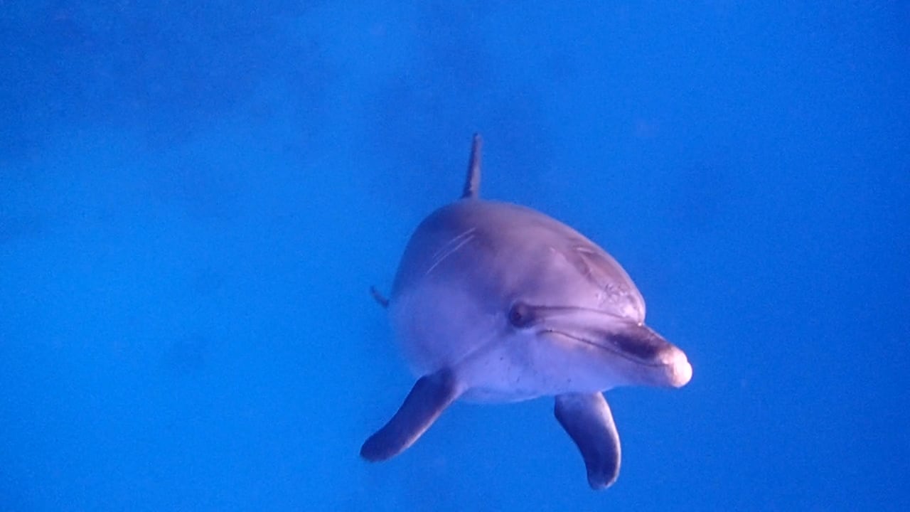 Sport & Freizeit Steigenberger Coraya Beach - Adults only