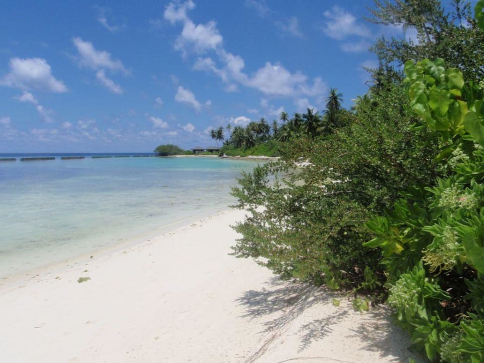 Plage côté beach - bungalows Kuredu Island Resort & Spa