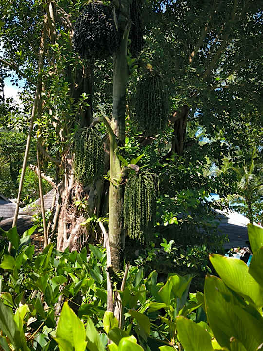 Gartenanlage Moracea by Khao Lak Resort