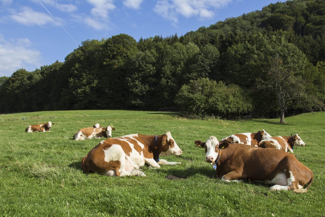 Gartenanlage Bauernhof Forellenhof