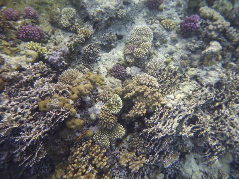 Sport & Freizeit Three Corners Sea Beach Resort