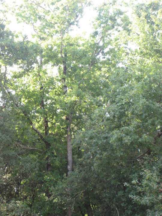 Aussicht von der Terrasse  Hotel Residence Domaine des Sables