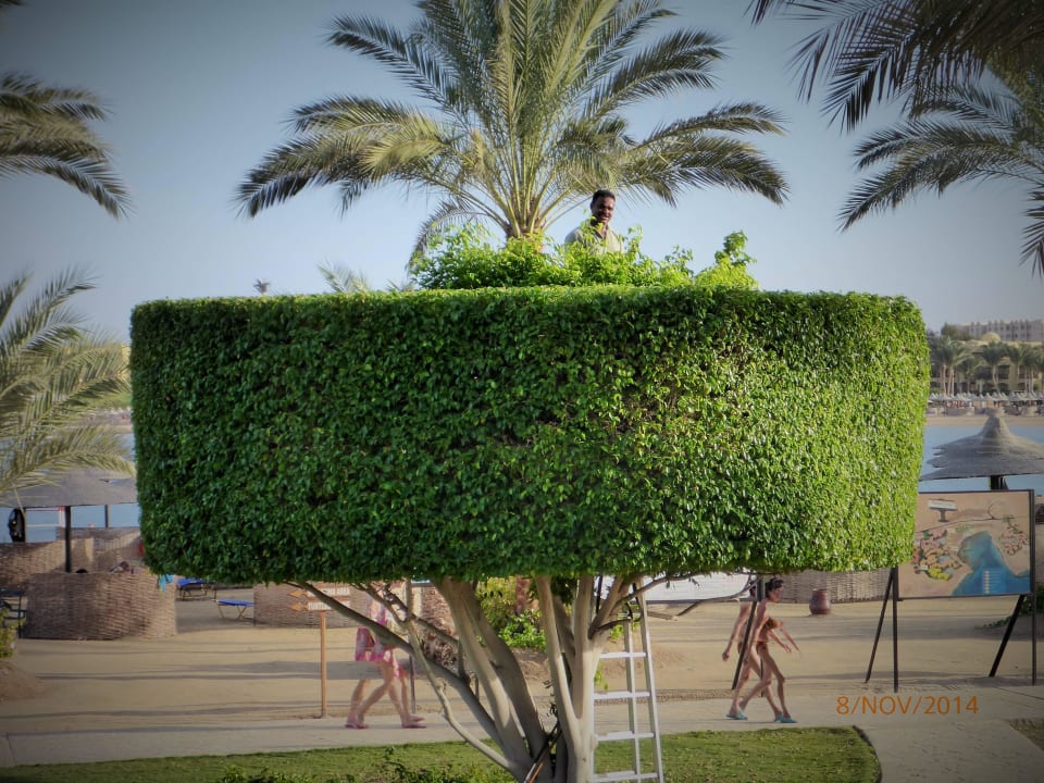 Dagelijks tuinonderhoud Steigenberger Coraya Beach - Adults only