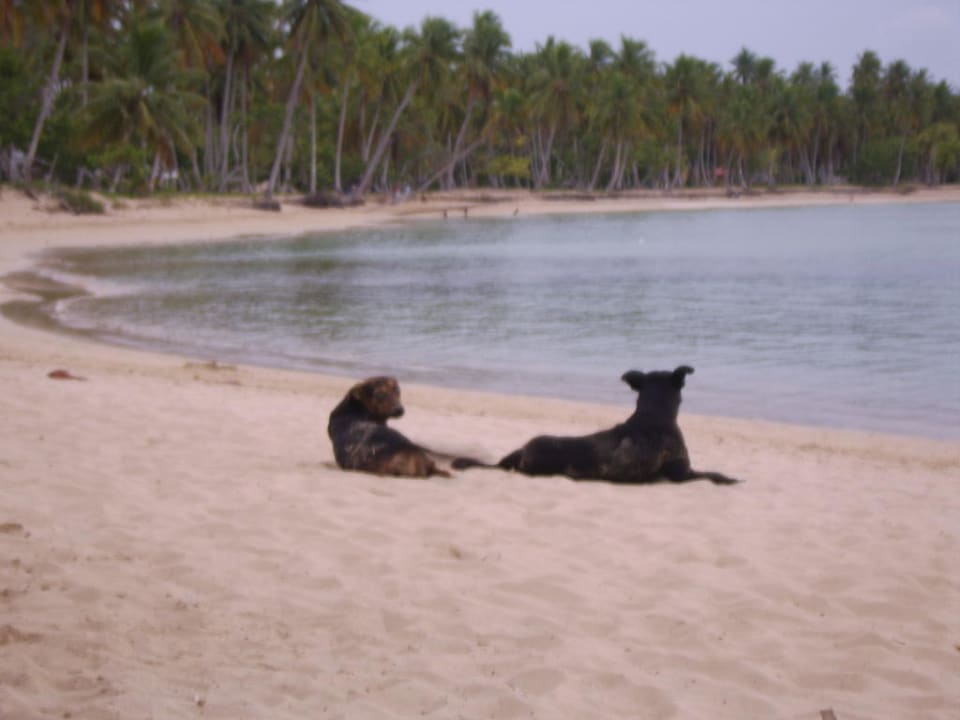 Hotelhunde Bahia Principe Grand El Portillo