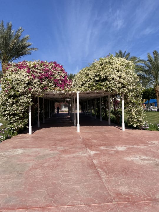 Gartenanlage Desert Rose