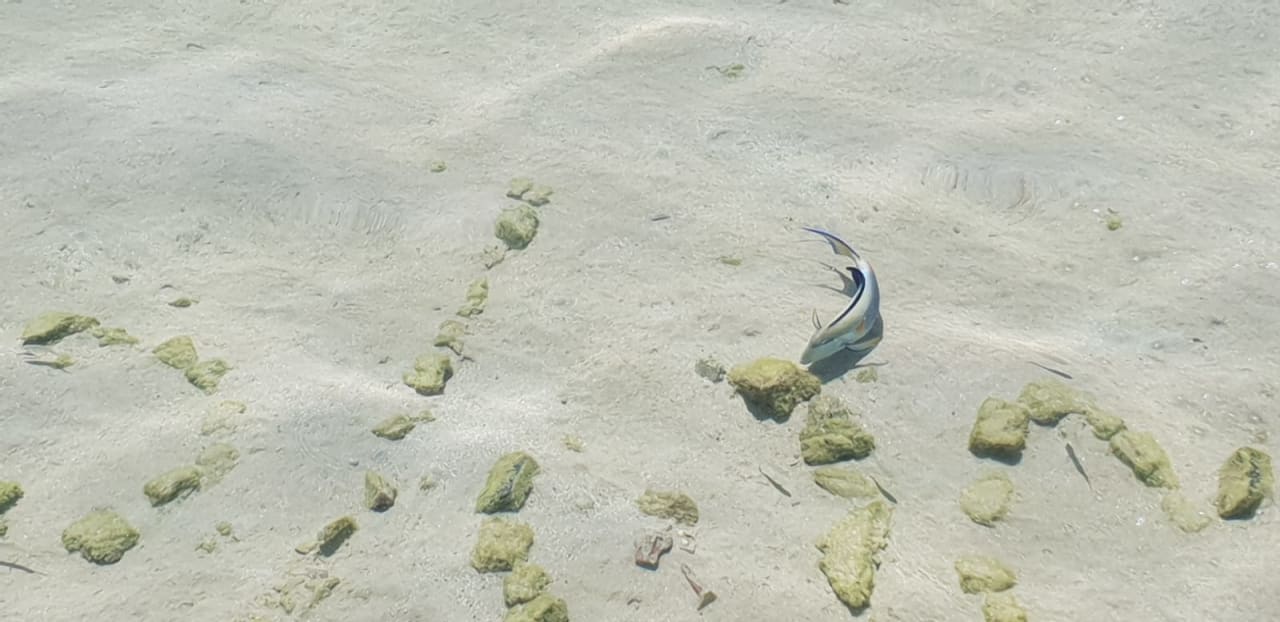 Strand Hotel Titanic Palace