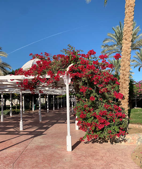 Gartenanlage Desert Rose