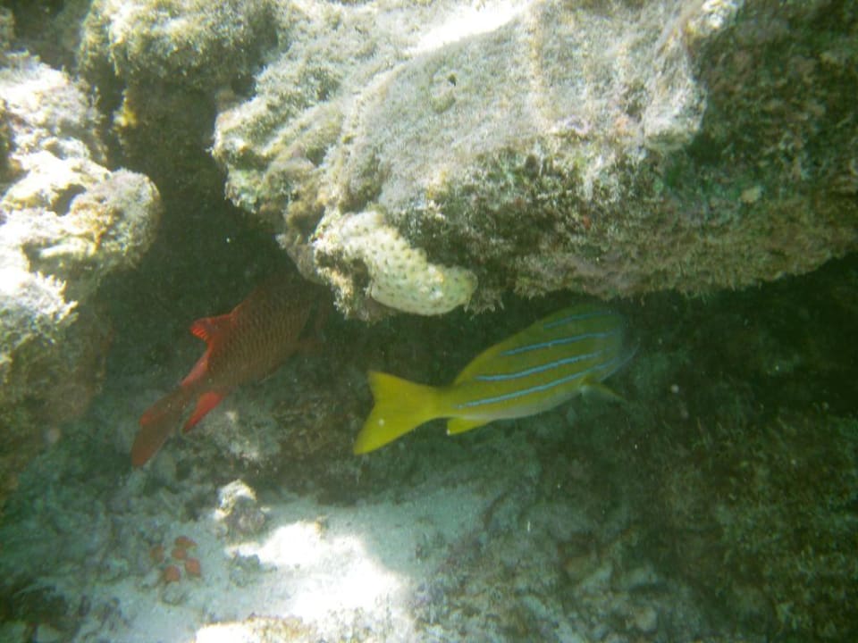bunte Fische Summer Island Maldives