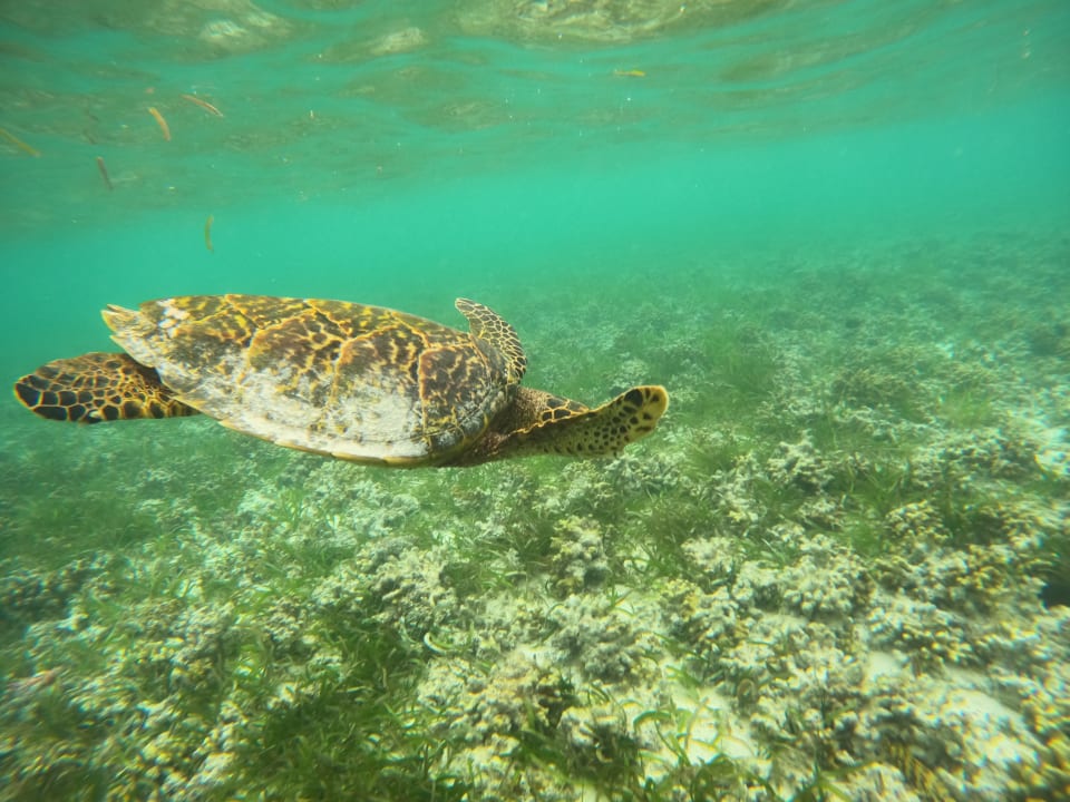 Sport & Freizeit Adaaran Select Hudhuran Fushi - Premium All Inclusive