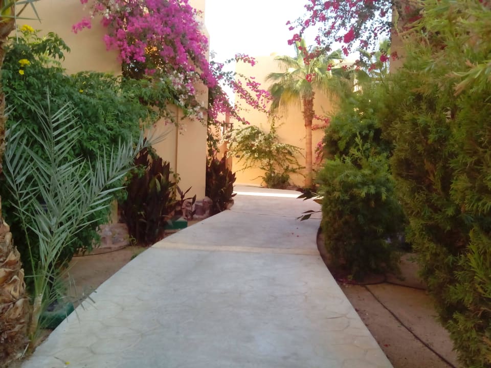 Spaziergang Steigenberger Coraya Beach - Adults only