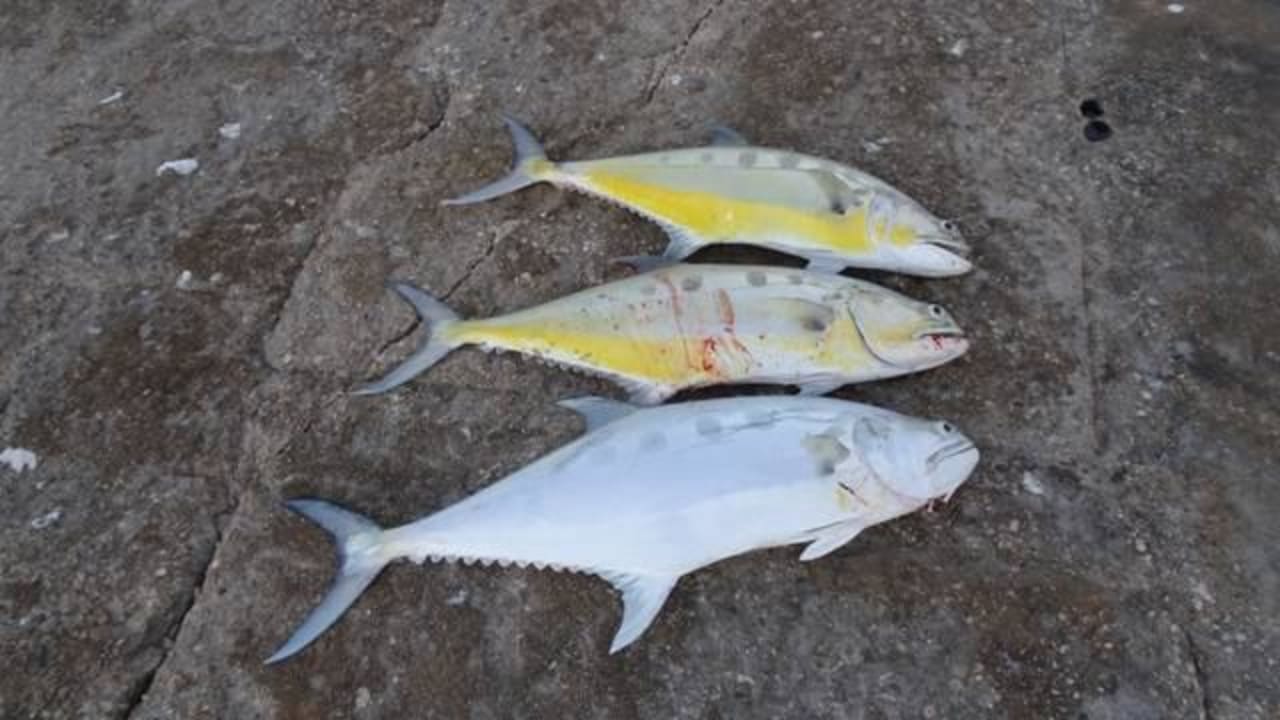 Animation Pêcheurs-Prises Queenfish-1 Salalah Rotana Resort