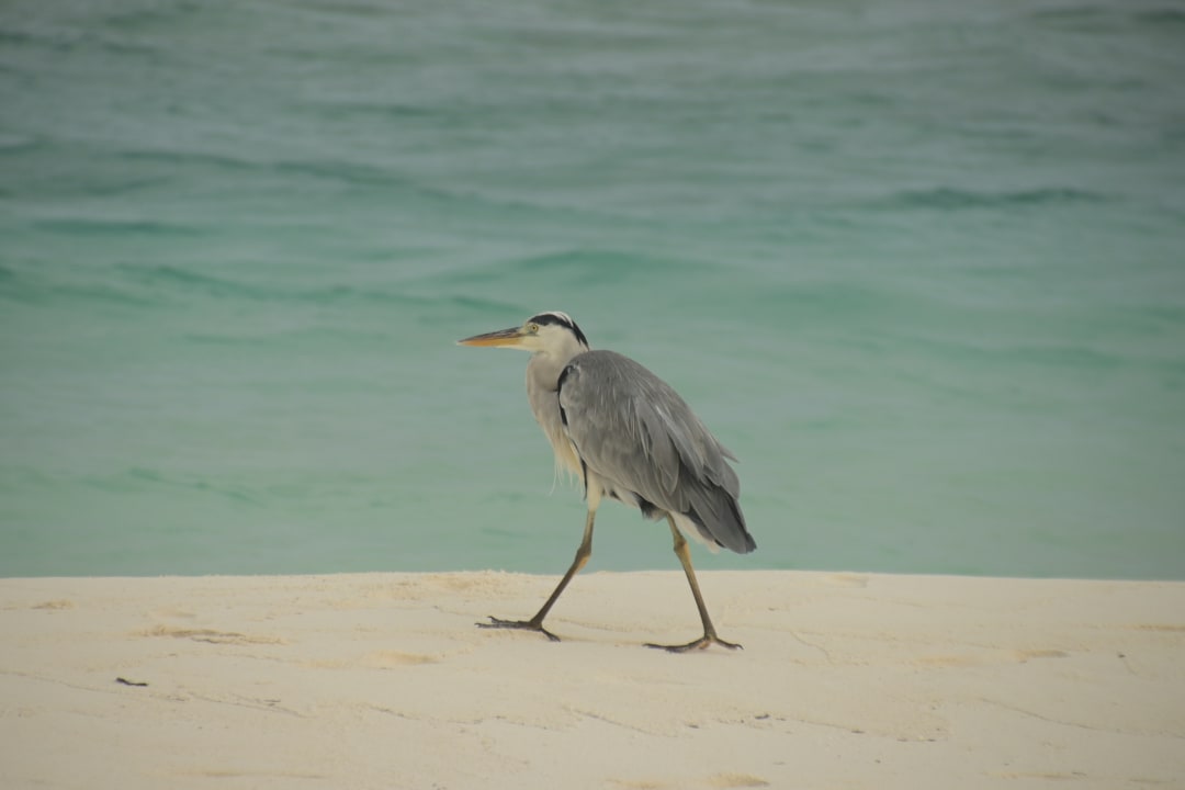 Strand Meeru Maldives Resort Island
