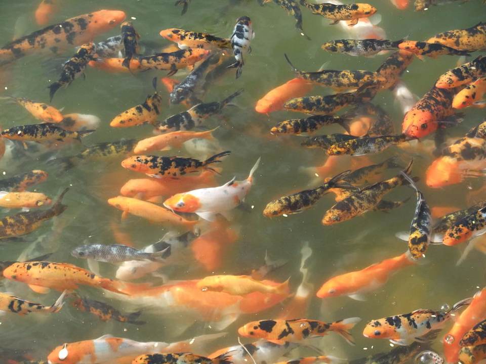 Viele bunte Fische Makadi Palace
