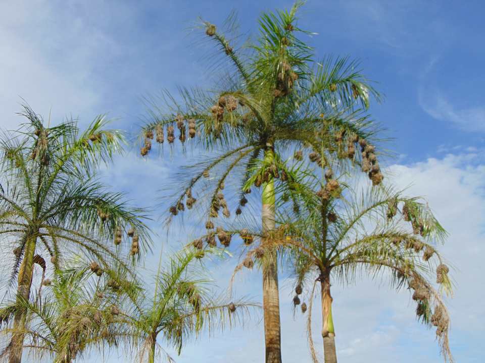 Gartenanlage Sofitel Malabo Sipopo Le Golf