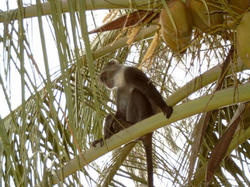 Besucher zur teatime Neptune Paradise Beach Resort & Spa