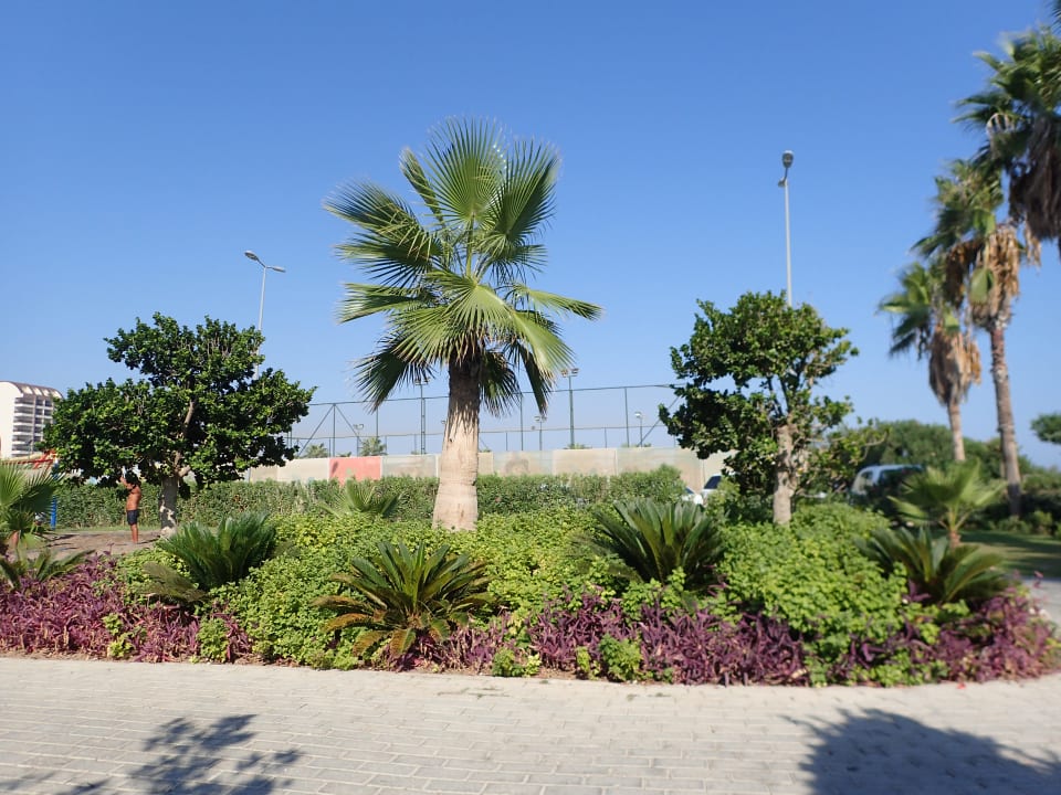 Strand Royal Seginus