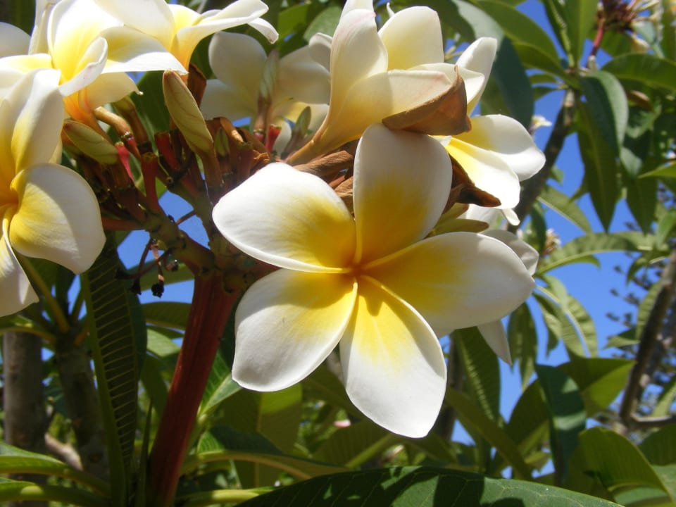 My favorite flower TUI SUNEO Chrissi Amoudia