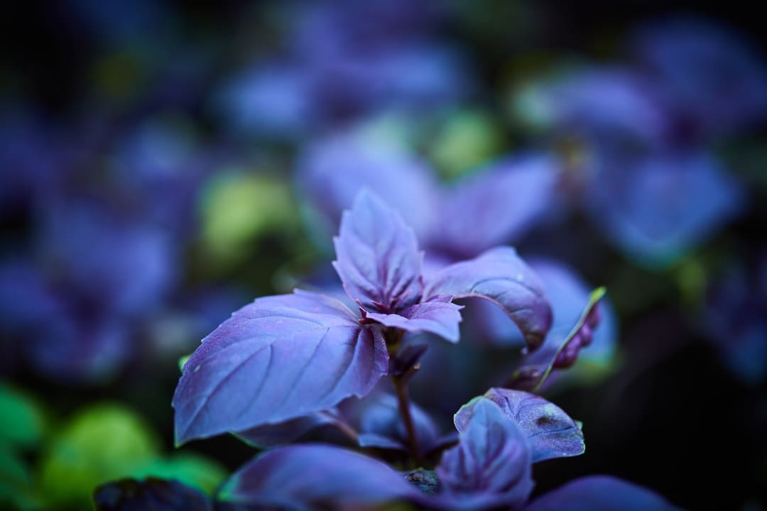 Gartenanlage Berghotel Sonnenklause