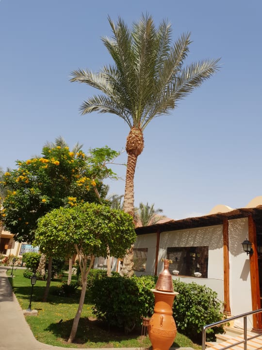 Gartenanlage Jaz Makadi Saraya Resort