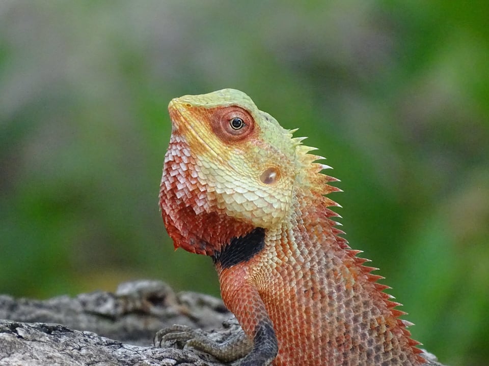 Inselbewohner Kuramathi Maldives