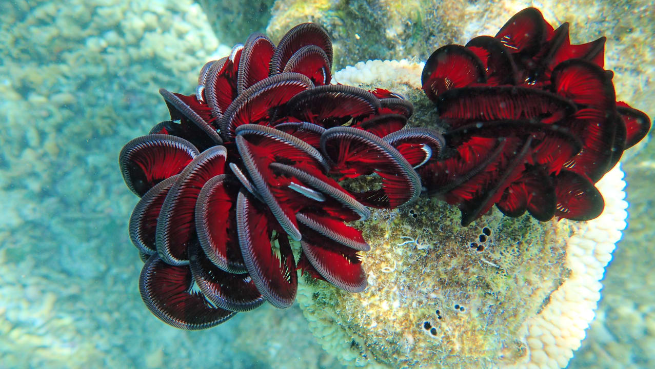 Strand Adaaran Select Meedhupparu Island Resort - Premium All Inclusive