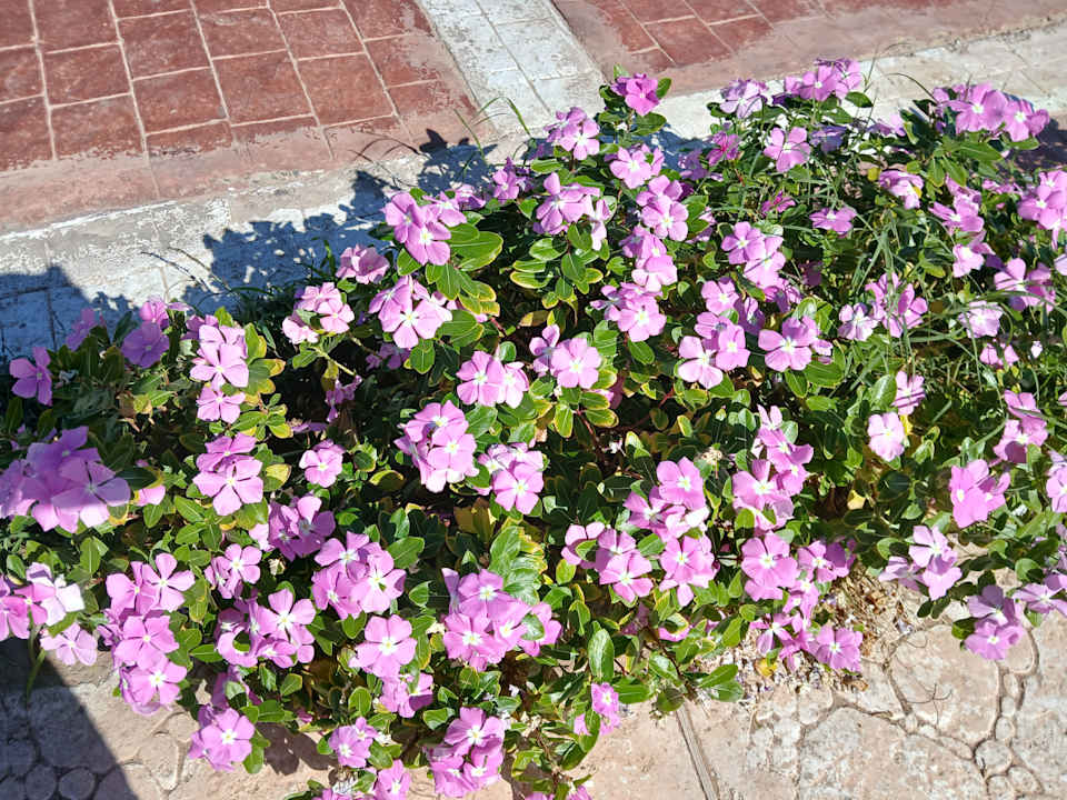 Gartenanlage Amarina Queen Resort Marsa Alam