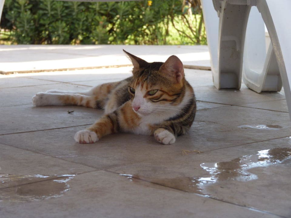 Süsse Katze Saturn Palace Resort Hotel