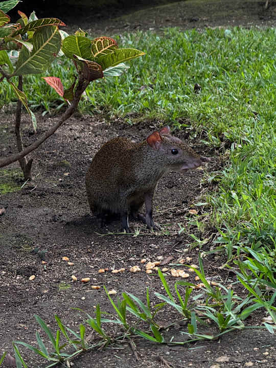 Gartenanlage Iberostar Waves Tucan