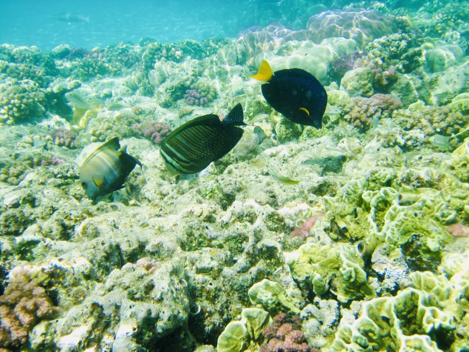 Strand Malikia Resort Abu Dabbab