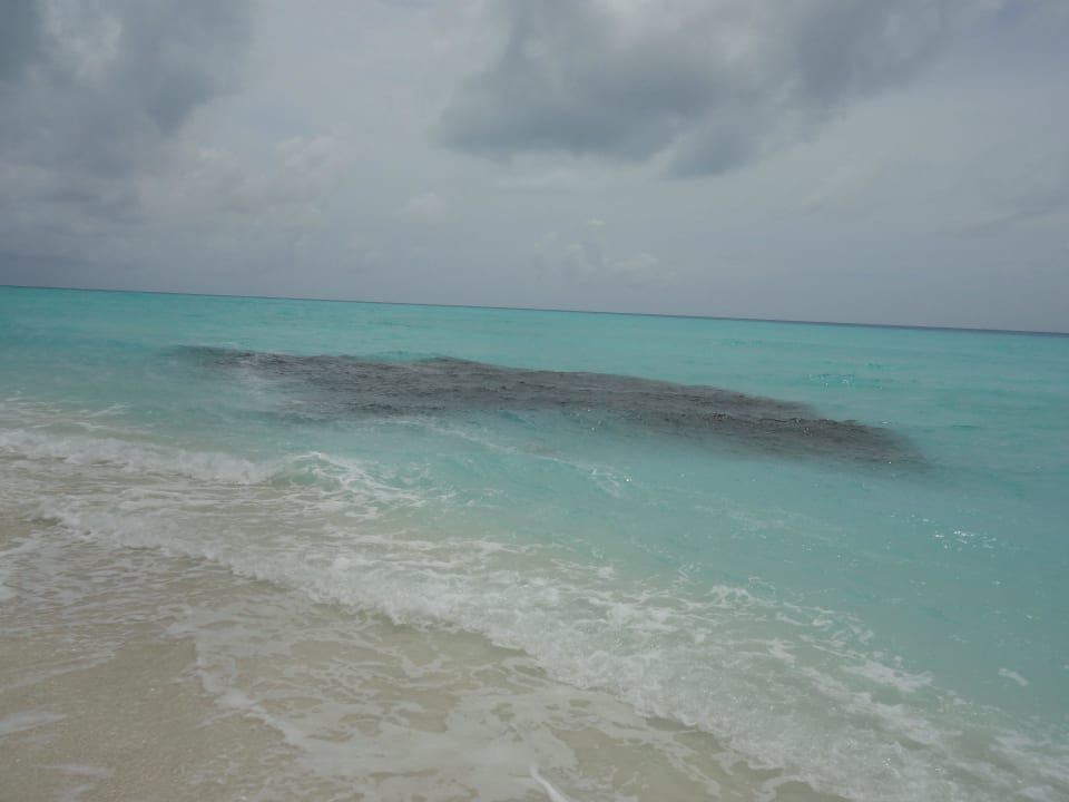 Haischwarm Kuramathi Maldives