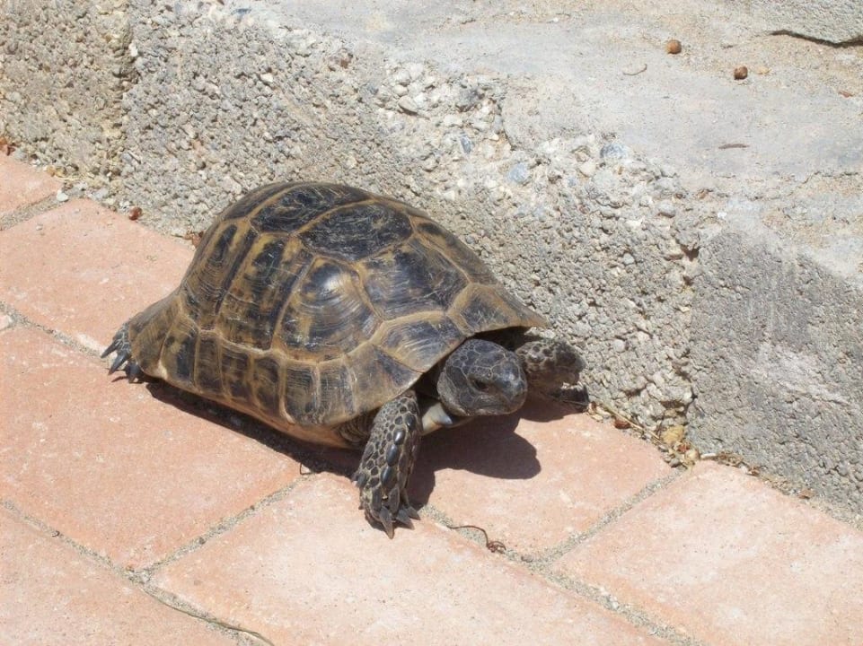 Ein Gast der anderen Art Skys Hotel